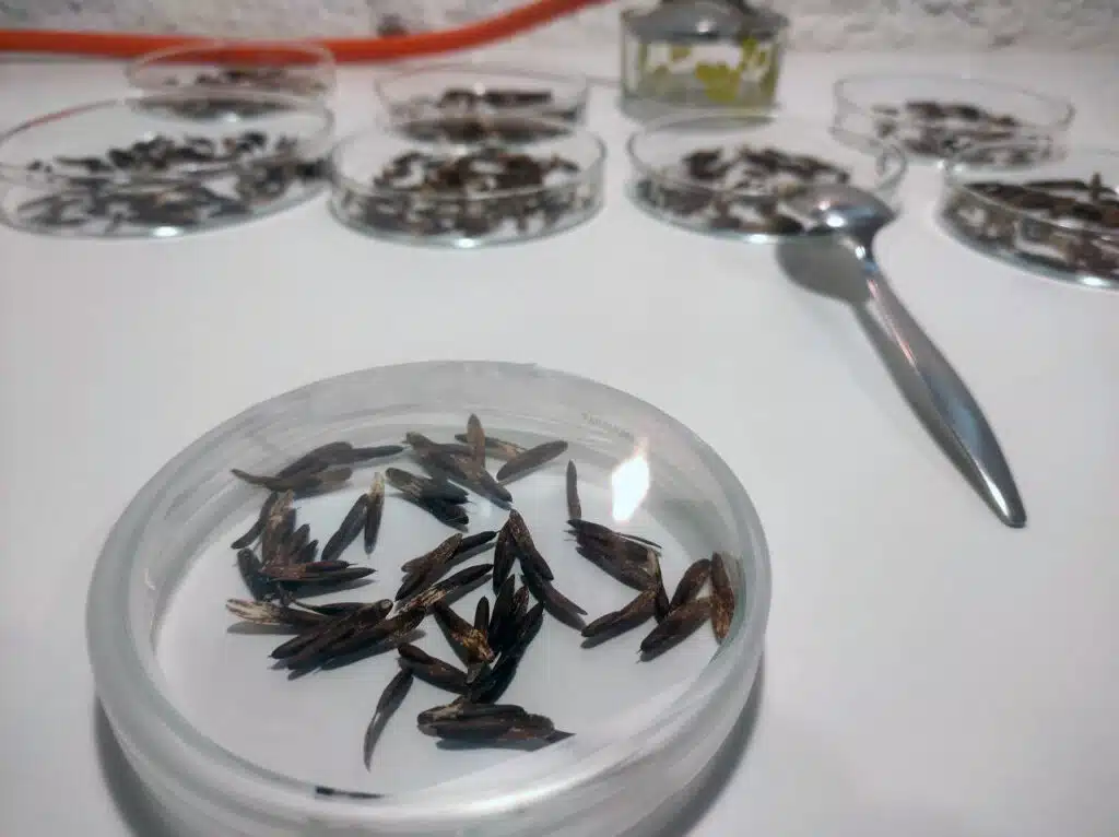 fresno de olor en placa petri